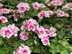 -徐家汇源景区-衡山公园