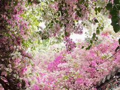 -深圳国际园林花卉博览园