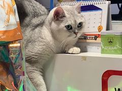 -帕帕拉兹宠物(亚洲旗舰店)