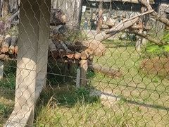 -武汉动物园