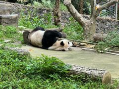 -都江堰中华大熊猫苑
