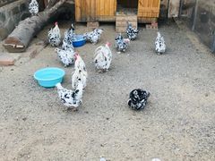 -北京市海淀外国语实验学校