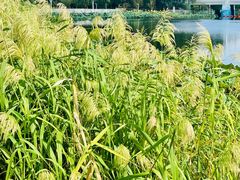 -新江湾城公园