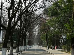 -合肥滨湖国家森林公园