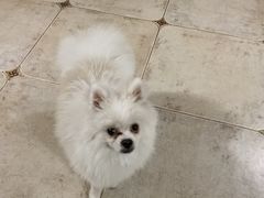 -佳雯宠物医院·皮肤科·内外科(春晓路分院)