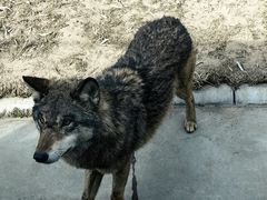 -北京野生动物园