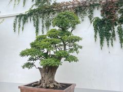 -龙华寺