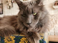-平行世界·猫咖(首经贸店)