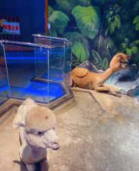 点击看大图 -未来动物城动物主题公园(大悦城店)