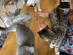 -平行世界·猫咖(首经贸店)