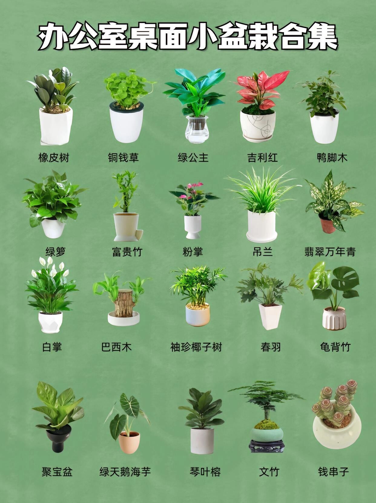 桌面小盆栽,养眼!