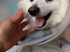 -北京观赏动物医院·24小时大型综合·猫专科·异宠专科