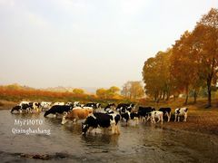 -塞罕坝国家级自然保护区