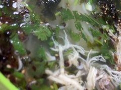 -灵宝小吃韩四娃鸡汁米线店(步行街店)