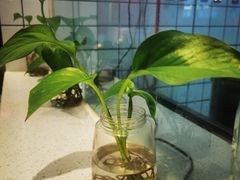 -八二小区抄手(龙湖上城天街店)