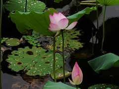 -荔湾湖公园