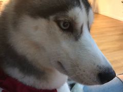 -Husky Go! 哈士奇体验馆·宠物咖啡厅狗咖