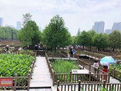 -五缘湾湿地公园