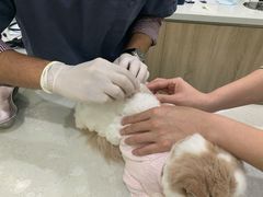 -佩兹宠物医院肿瘤专科·眼科·牙科(黄浦店)