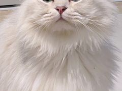 -逗柴咖啡屋·狗咖猫咖宠物桌游