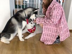 -Husky Go! 哈士奇体验馆·宠物咖啡厅狗咖