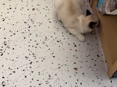 -瑞派康怡24h宠物医院·犬猫医疗中心·微创绝育(瑞景分院)