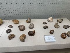 -辽宁古生物博物馆