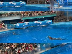-海合安成都极地海洋公园