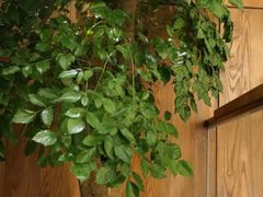 -漾亚·雍雅合鲜(鹭岛店)