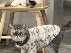 -楼上猫咖(罗湖店)