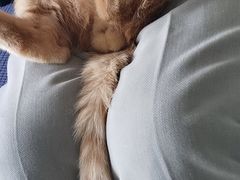 -伟伟宠物医院·CT影像中心·瑞派犬猫综合性门诊(汉口总院)