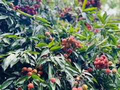 -福建鲤鱼洲酒店