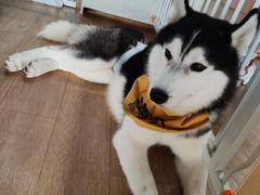 海参-Husky Go! 哈士奇体验馆·宠物咖啡厅狗咖