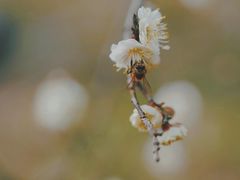 -蜀冈西峰生态公园