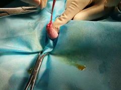 -仁华宠物医院(青羊店)