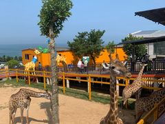 -西霞口神雕山野生动物世界