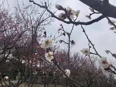 -香雪海