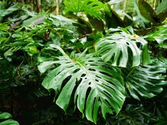 -中国科学院西双版纳热带植物园