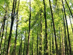 -山王坪喀斯特国家生态公园
