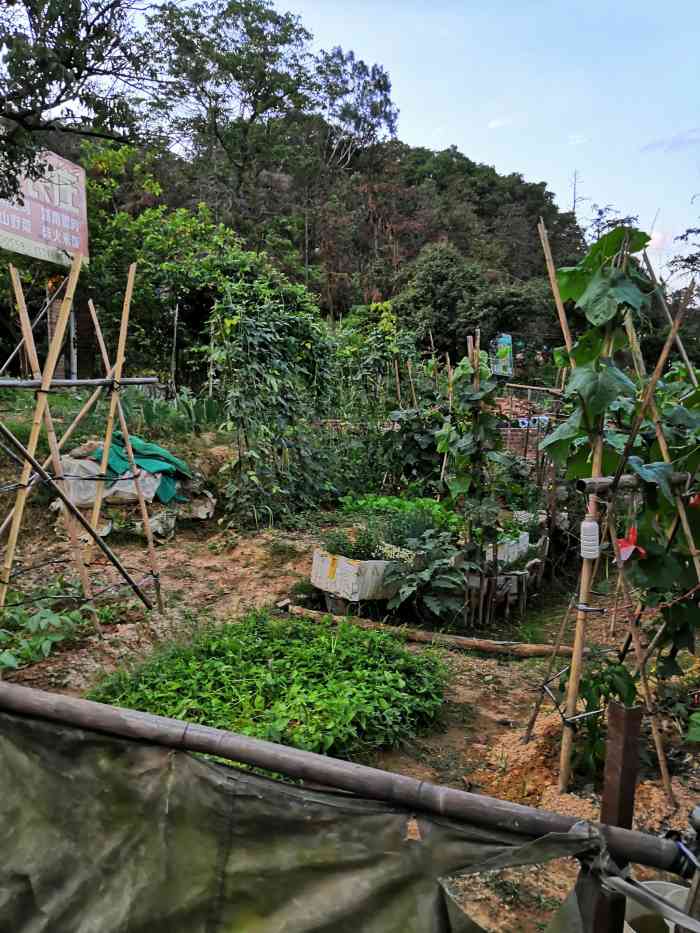 辉记农庄-"这个农庄有自己的鱼塘 可以钓鱼烧烤吃饭 .