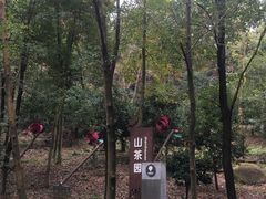 -中山市树木园