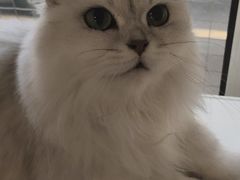 -李小姐の猫咖啡馆(五角场店)