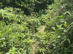 -大姆山草场