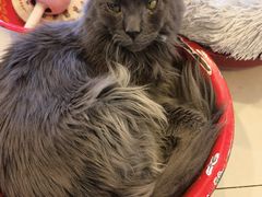 -平行世界·猫咖(首经贸店)
