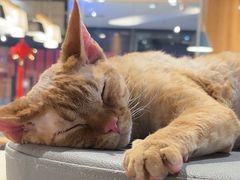 -藏猫猫咖啡主题馆(中央大道店)