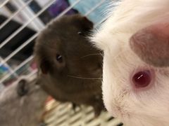 -钓仓鼠(洋桥北里小区店)