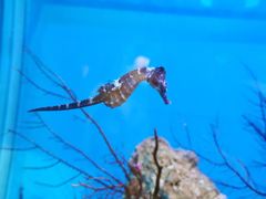 -海合安武汉极地海洋公园