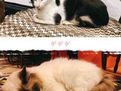 -猫色咖啡·猫咖