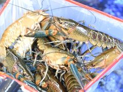 -驻海渔市(置信店)