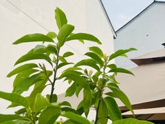 -煮雨小筑(斜塘老街店)